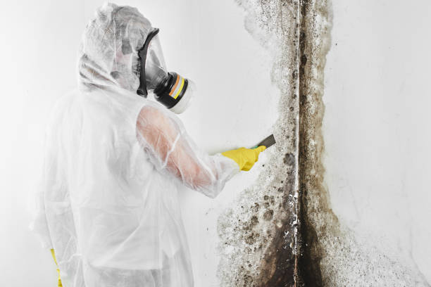 Why You Should Choose Our Mold Remediation Services in Niles, OH